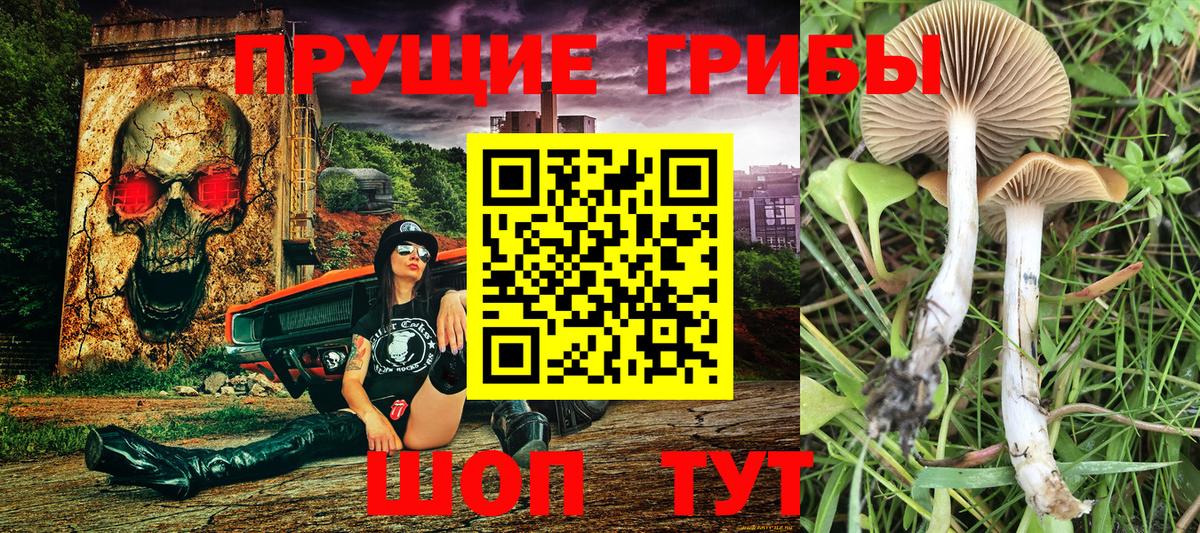 Вичуга  Псилоцибиновые грибы Cubensis  Вход с VPN 